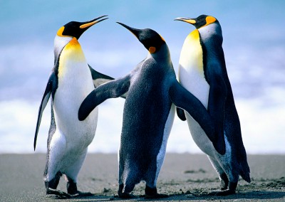 Penguins